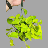 Lemon Lime Philodendron in a Hanging Basket - Neon philodendron- Philodendron Cordatum