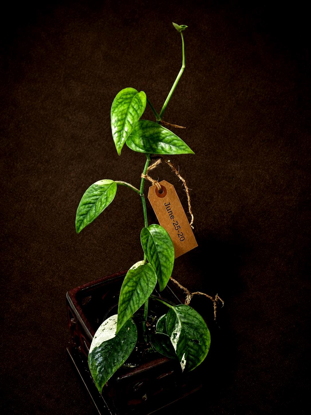 Epipremnum Pinnatum Albo Variegated - Climbing Aroid - (June-25-20)