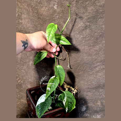 Epipremnum Pinnatum Albo Variegated - Climbing Aroid - (June-25-20)