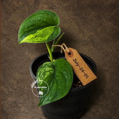 Variegated Scindapsus Jade Satin Aurea Live Plant - Collector Houseplant, Creamy White Marbling