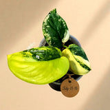 Variegated Scindapsus Jade Satin Aurea Live Plant - Collector Houseplant, Creamy White Marbling
