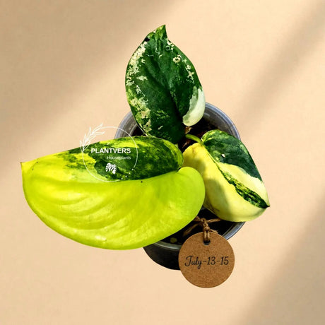 Variegated Scindapsus Jade Satin Aurea Live Plant - Collector Houseplant, Creamy White Marbling