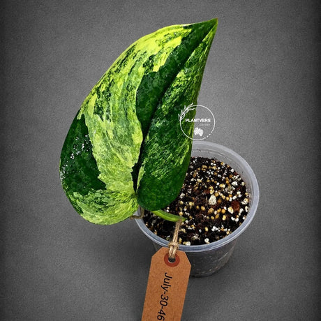 Variegated Scindapsus Jade Satin Aurea Live Plant - Collector Houseplant, Creamy White Marbling