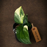 Variegated Scindapsus Jade Satin Aurea Live Plant - Collector Houseplant, Creamy White Marbling