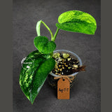 Scindapsus Jade Satin Variegated - Yellow Variegation - (Aug-7-7)