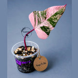 Philodendron Strawberry Shake High Variegated Live Plant - EXACT Same Plant - US Seller