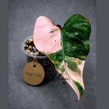 Philodendron Strawberry Shake High Variegated Live Plant - EXACT Same Plant - US Seller