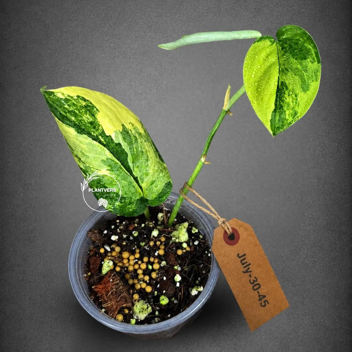 Variegated Scindapsus Jade Satin Aurea Live Plant - Collector Houseplant, Creamy White Marbling