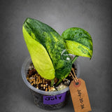 Variegated Scindapsus Jade Satin Aurea Live Plant - Collector Houseplant, Creamy White Marbling