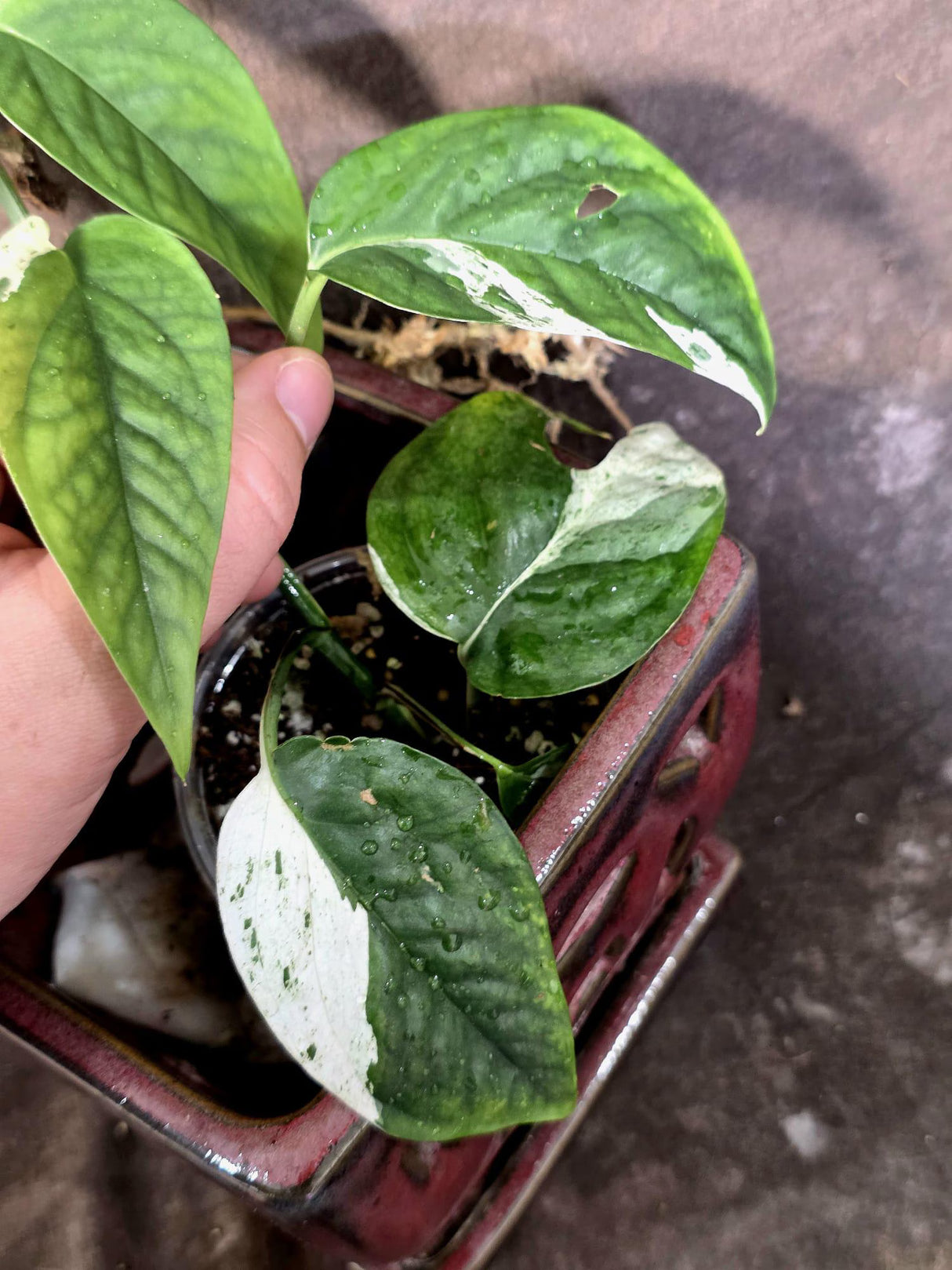 Epipremnum Pinnatum Albo Variegated - Climbing Aroid - (June-25-20)