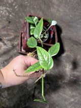 Epipremnum Pinnatum Albo Variegated - Climbing Aroid - (June-25-20)