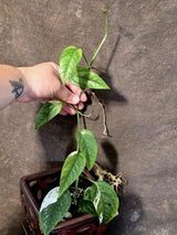 Epipremnum Pinnatum Albo Variegated - Climbing Aroid - (June-25-20)