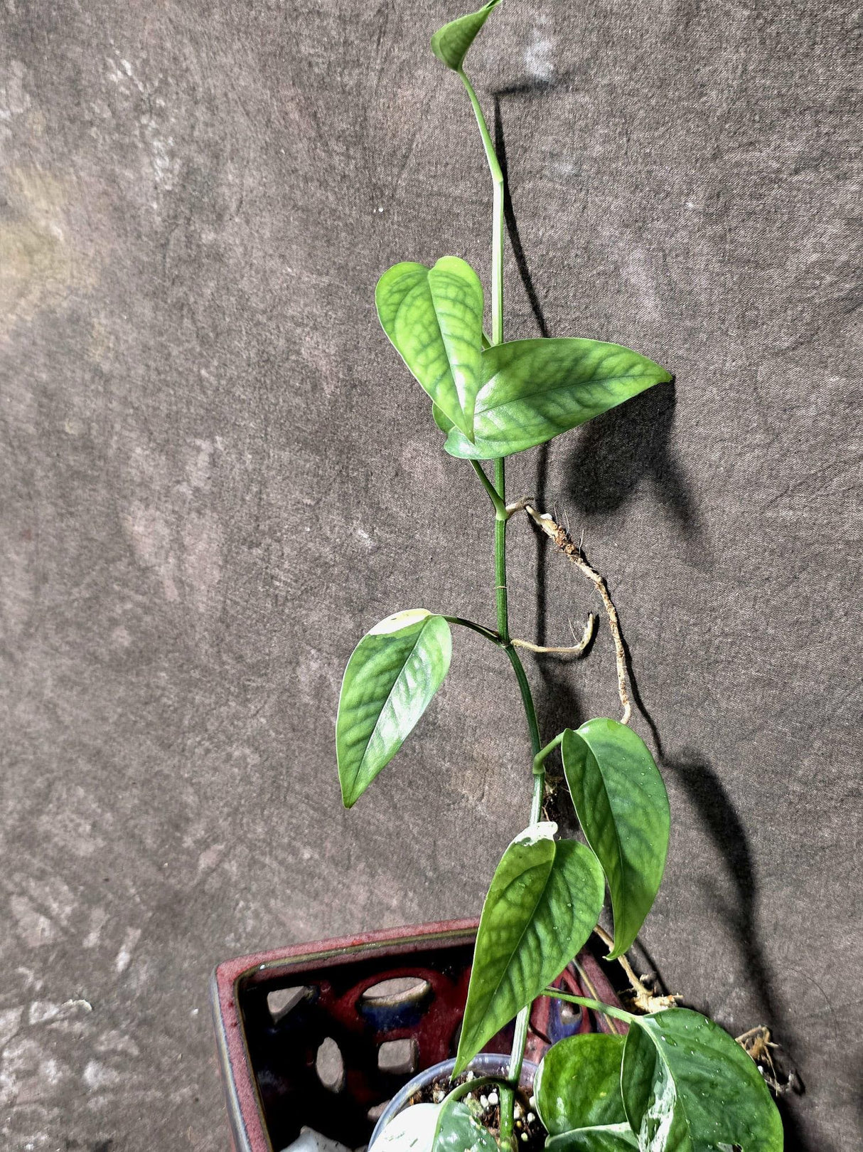 Epipremnum Pinnatum Albo Variegated - Climbing Aroid - (June-25-20)