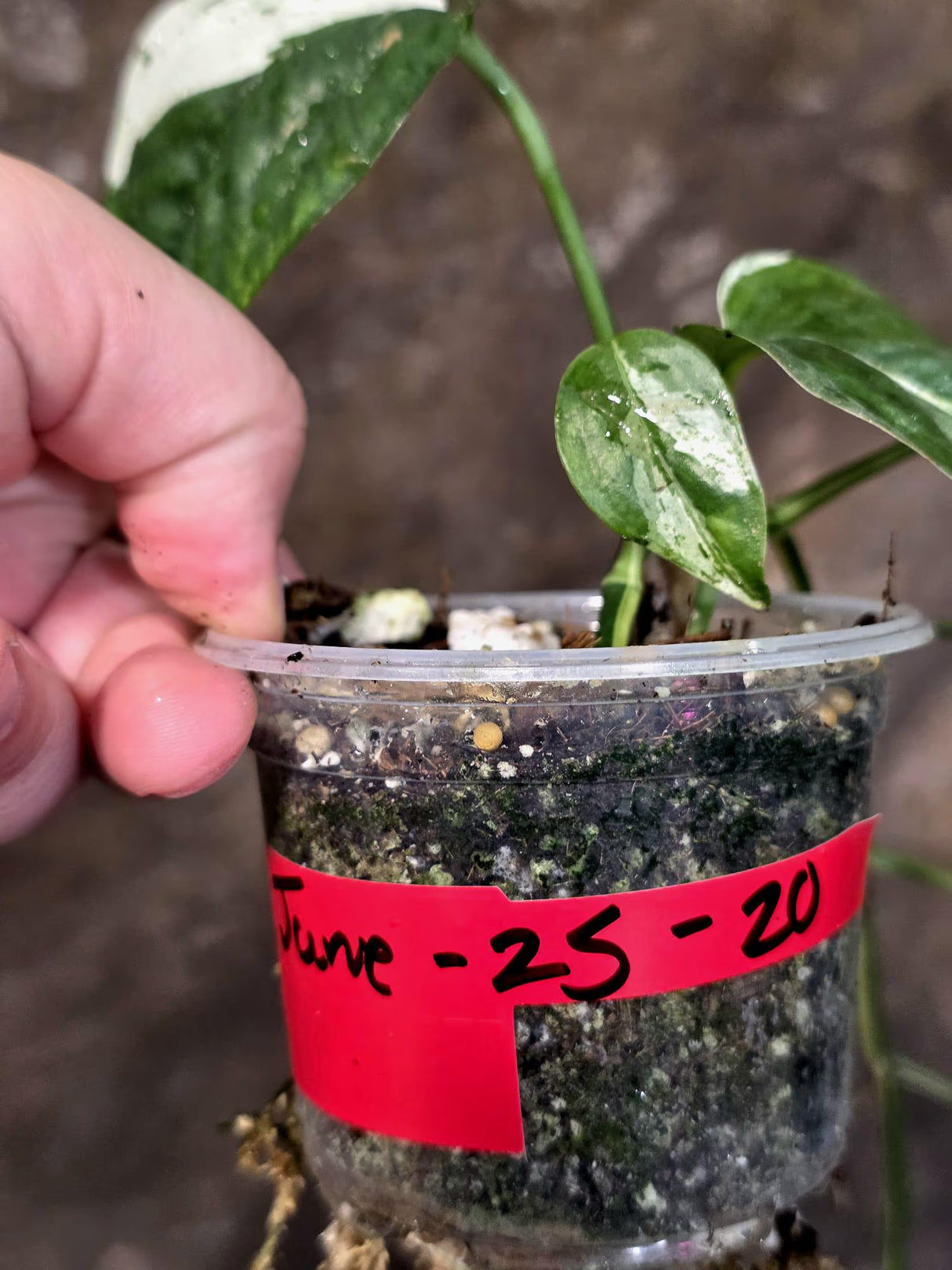 Epipremnum Pinnatum Albo Variegated - Climbing Aroid - (June-25-20)