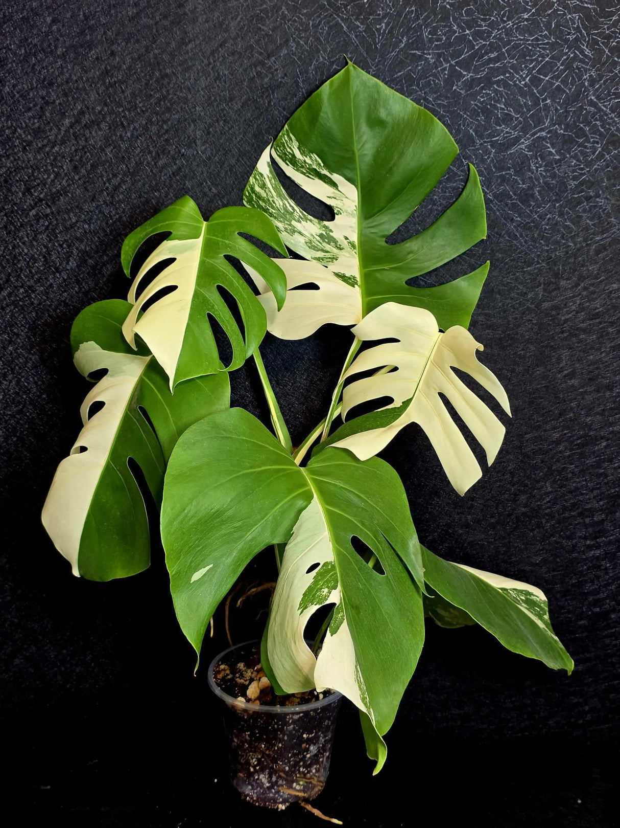 Rare Variegated Monstera Albo - White Albo Borsigiana Mature EXACT Plant - Large Form - US Seller