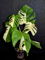 Rare Variegated Monstera Albo - White Albo Borsigiana Mature EXACT Plant - Large Form - US Seller