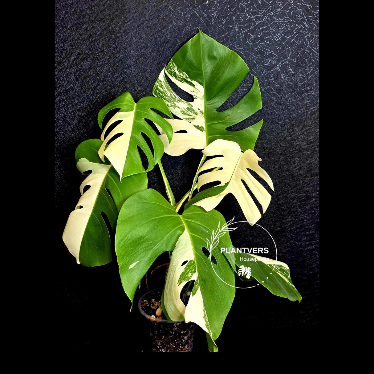 Rare Variegated Monstera Albo - White Albo Borsigiana Mature EXACT Plant - Large Form - US Seller