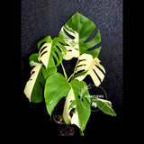 Rare Variegated Monstera Albo - White Albo Borsigiana Mature EXACT Plant - Large Form - US Seller