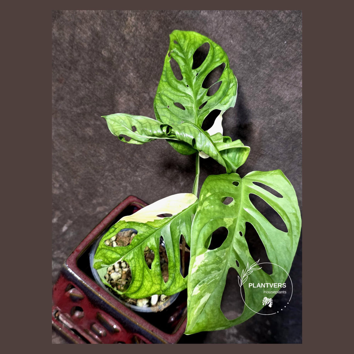 Variegated Monstera Adansonii Albo - Rare Exact Plant - (June-21-60)