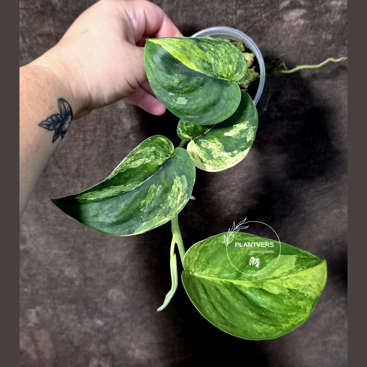 Scindapsus Jade Satin Variegated - Yellow Variegation - (June-21-61)