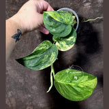 Scindapsus Jade Satin Variegated - Yellow Variegation - (June-21-61)