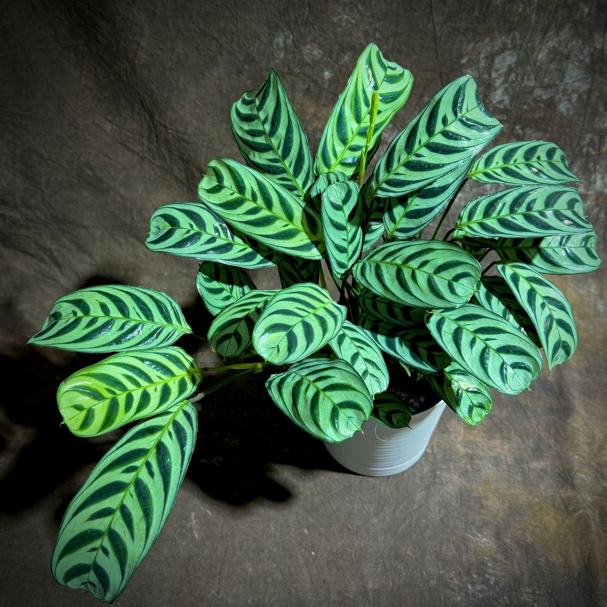 Calathea Burle Marx in a 6” Self Watering Decorative Pot – Burle Marxii Houseplant – Live Fishbone Prayer Houseplant