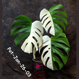 Monstera Albo Half- Moon
