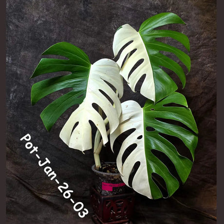 Monstera Albo Half- Moon