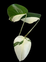 Variegated Monstera albo 
