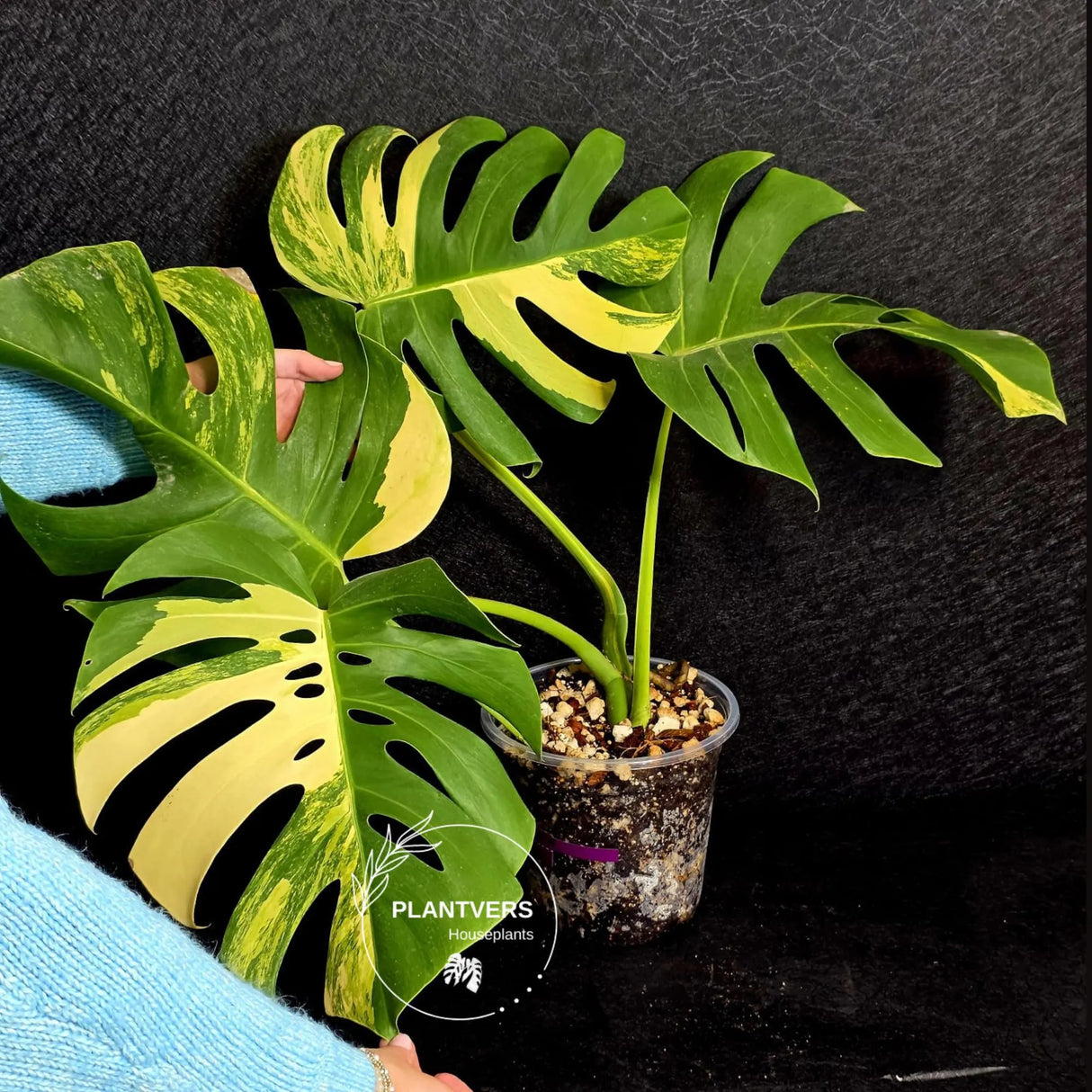 Monstera Aurea Variegated Borsigiana Live plant - Monstera Marmota Large Form - EXACT Same Plant - US Seller