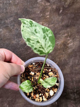 Super Rare Monstera Bulbasaur Variegated Live Plant - Exotic Collector Mint - (July-10-08)