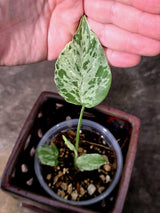 Super Rare Monstera Bulbasaur Variegated Live Plant - Exotic Collector Mint - (July-10-08)