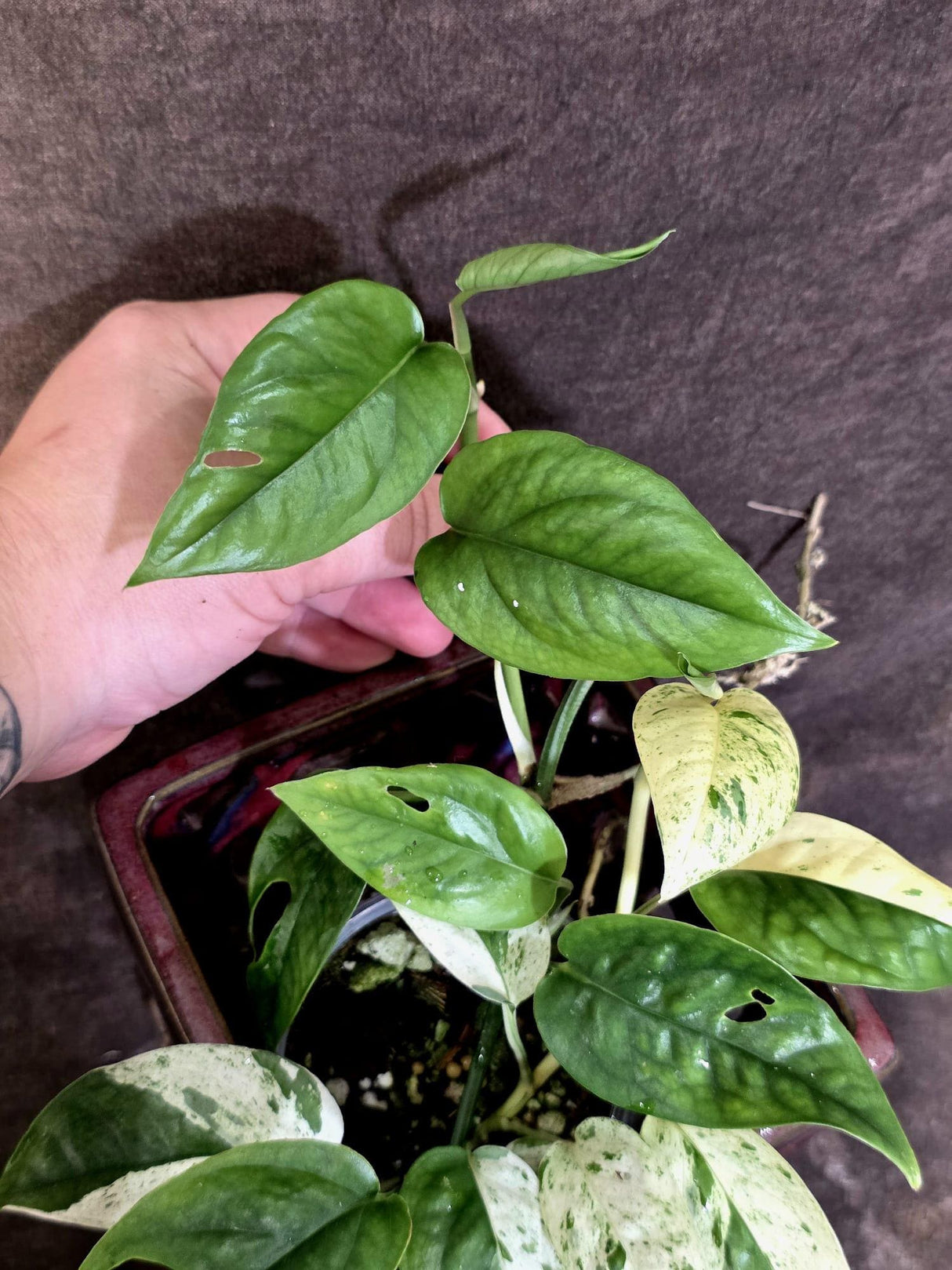 Epipremnum Pinnatum Albo Variegated - Climbing Aroid - (June-25-26)