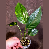 Variegated Golden Flame Epipremnum Pinnatum Plant - EXACT Plant - (May-29-53)