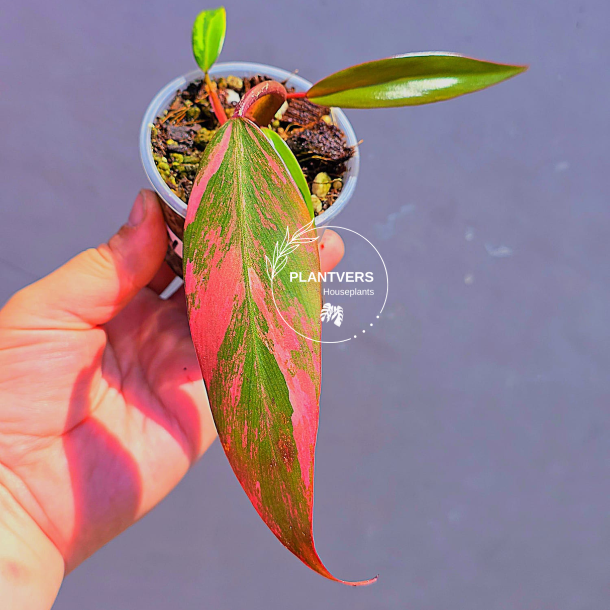 Variegated Philodendron Strawberry Shake - Live Exact Plant - (May-29-67)
