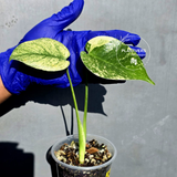Variegated Monstera Deliciosa Mint - Rare Mint Monstera - (June-23-09)