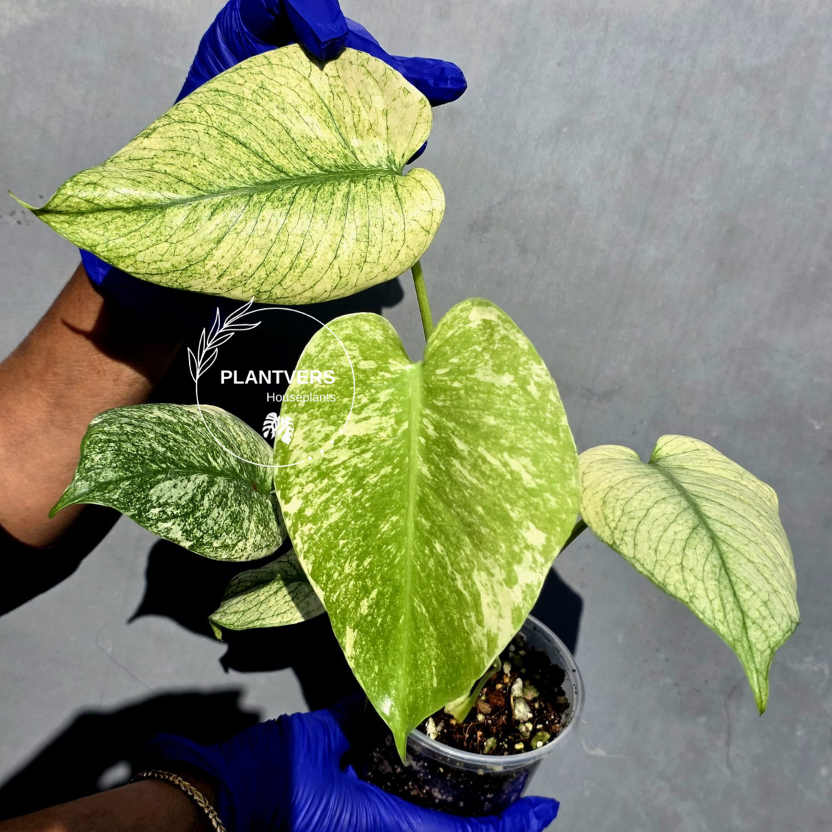 Variegated Monstera Deliciosa Mint - Rare Mint Monstera - (June-23-07)
