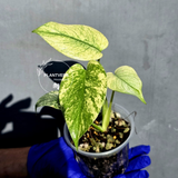 Variegated Monstera Deliciosa Mint - Rare Mint Monstera - (June-23-05)