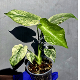 Variegated Monstera Deliciosa Mint - Rare Mint Monstera - (June-23-02)