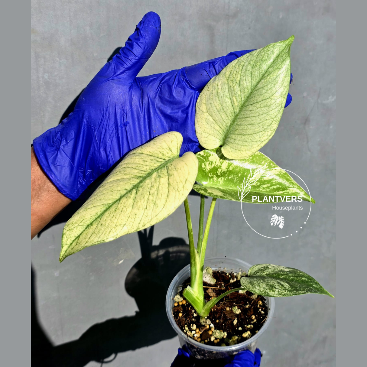 Variegated Monstera Deliciosa Mint -Rare Mint Monstera - (June-23-01)