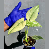 Variegated Monstera Deliciosa Mint -Rare Mint Monstera - (June-23-01)