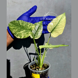 Variegated Monstera Deliciosa Mint -Rare Mint Monstera - (June-23-06)