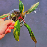 Variegated Philodendron Strawberry Shake - Live Exact Plant - (May-29-68)
