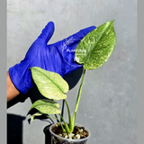 Variegated Monstera Deliciosa Mint - Rare Mint Monstera - (June-23-04)