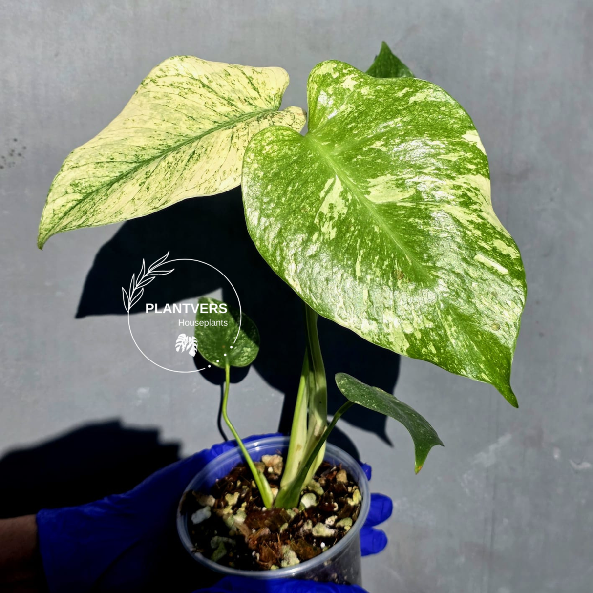 Variegated Monstera Deliciosa Mint - Rare Mint Monstera - (June-23-08)