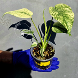 Variegated Monstera Deliciosa Mint - Rare Mint Monstera - (June-23-10)
