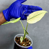 Variegated Monstera Deliciosa Mint Live Plant - Rare Mint Monstera - (June-22-43)