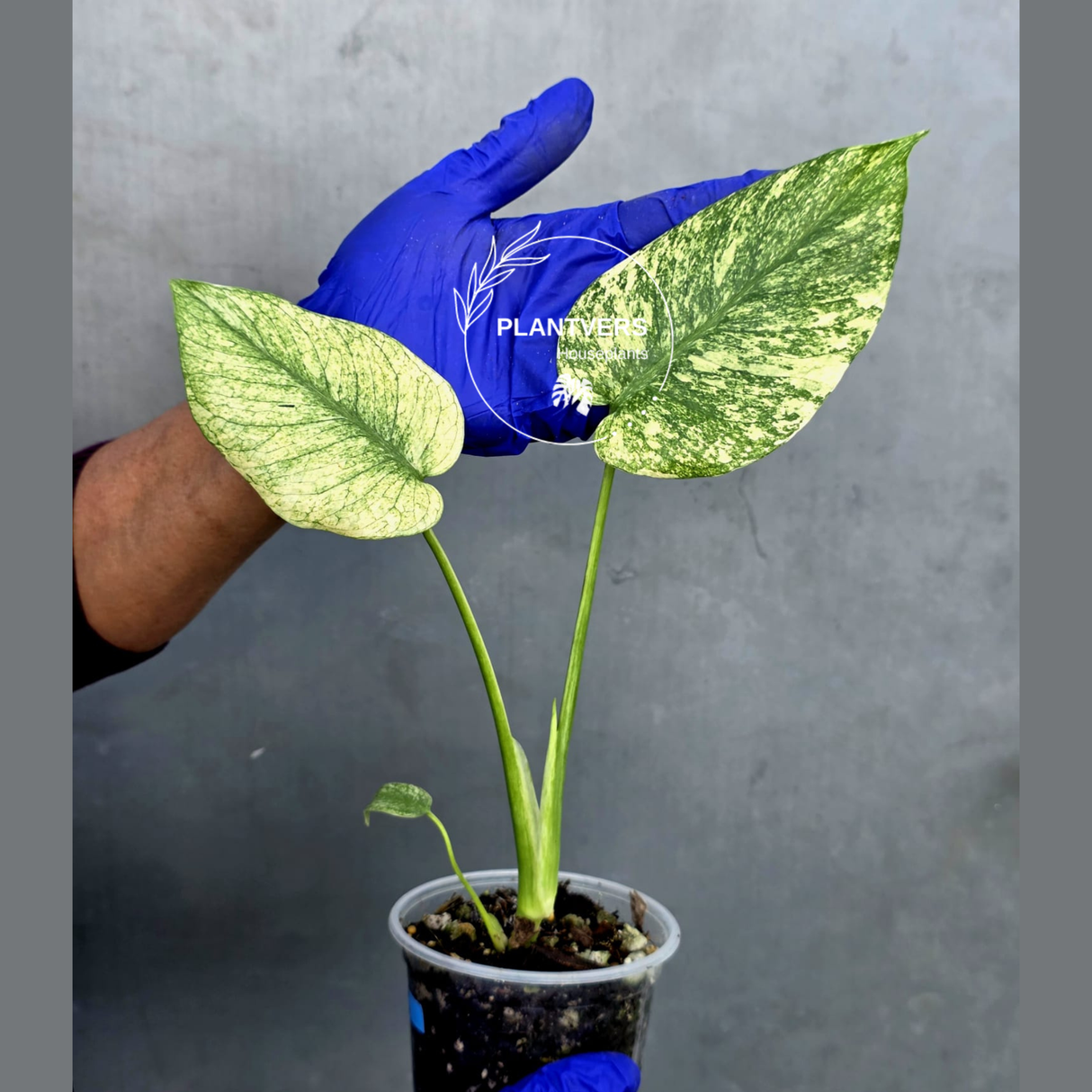 Variegated Monstera Deliciosa Mint Live Plant - Rare Mint Monstera - (June-22-45)