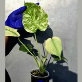 Variegated Monstera Deliciosa Mint - Rare Mint Monstera - (June-23-46)