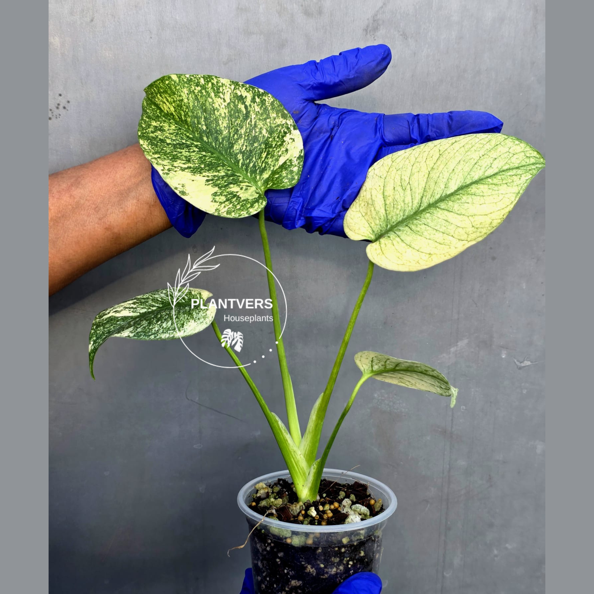 Variegated Monstera Deliciosa Mint - Rare Mint Monstera - (June-23-26)